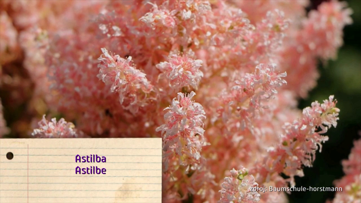 Nova zahrada - tienista zahrada